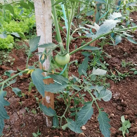 Appartamento Bevanda