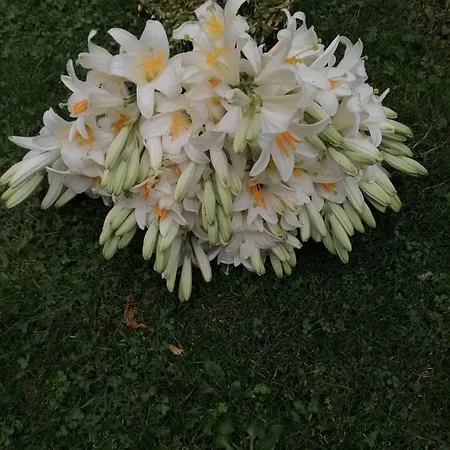 Bevanda Široki Brijeg