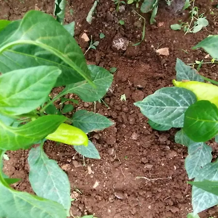 Bevanda Appartamento Široki Brijeg