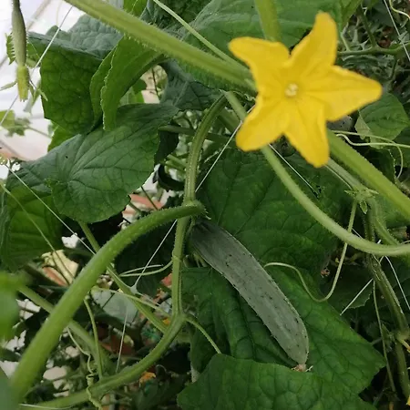 Appartamento Bevanda